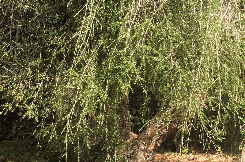 Teebaum